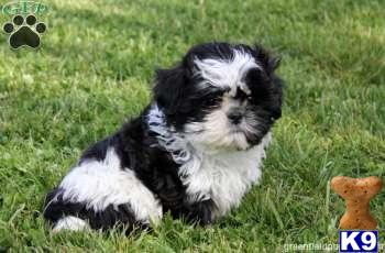 Shih Tzu Puppies