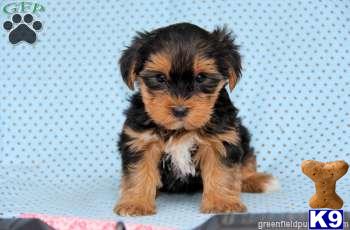 Yorkshire Terrier Puppies