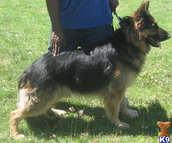 Stud Dogs - German Shepherd