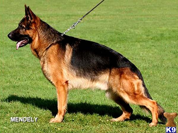 Stud Dogs in CA