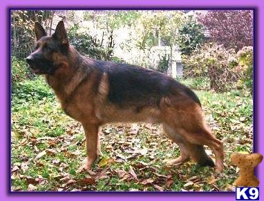 German Shepherd Puppies in CA