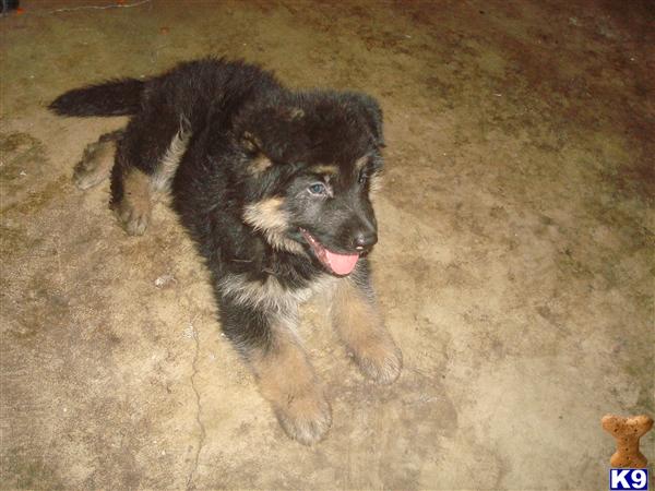 plush coat german shepherd puppies for sale german shepherd puppy for sale german shepherd puppy black plush coat 5 years plush coat german shepherd puppies for sale german shepherd puppy for sale german shepherd puppy black plush coat 5 years