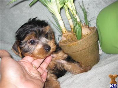 Yorkshire Terrier Puppies in FL