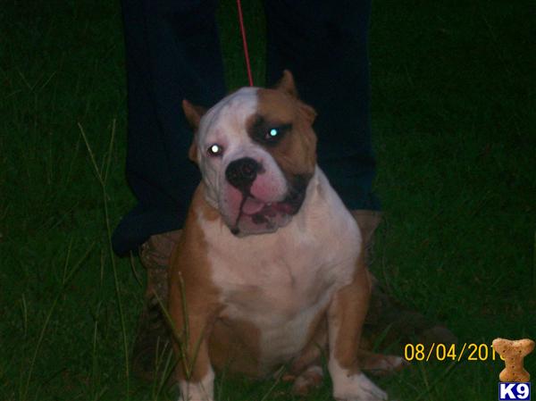 Dogs - American Pit Bull