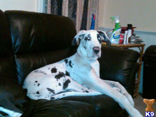 Stud Dogs - Great Dane
