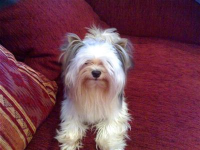 Biewer Yorkshire Terriers Puppies for Sale