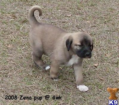 Anatolian Shepherd Dog Puppies for Sale