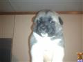 Akita