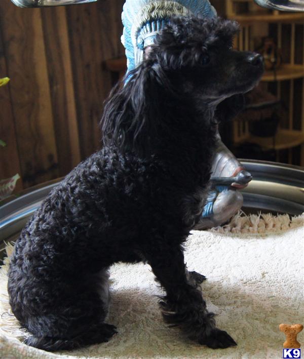 Dogs - Poodle