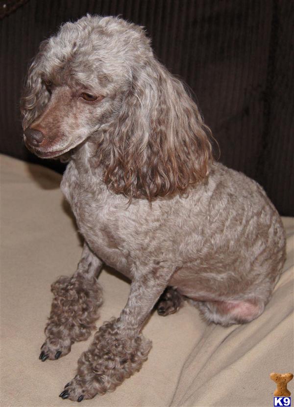 Dogs - Poodle