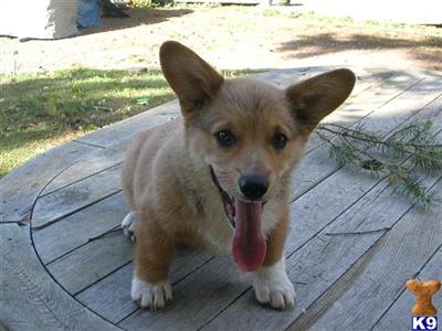 Puppies in OR
