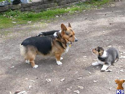 Stud Dogs - Pembroke Welsh Corgi