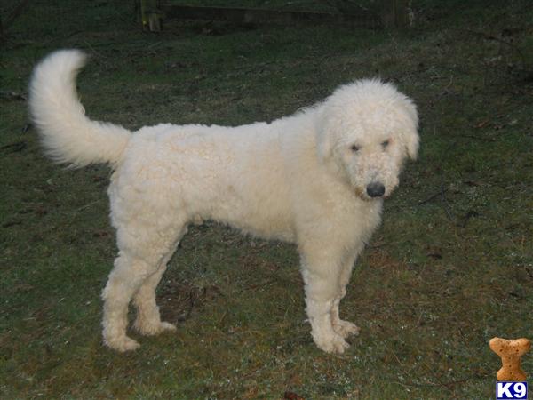Dogs for Sale in OR