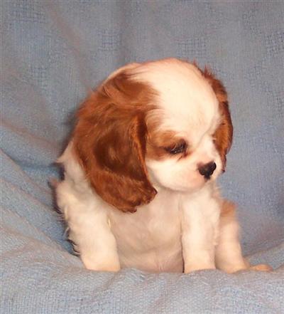 Puppies in OR