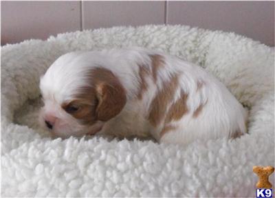 Puppies in OR