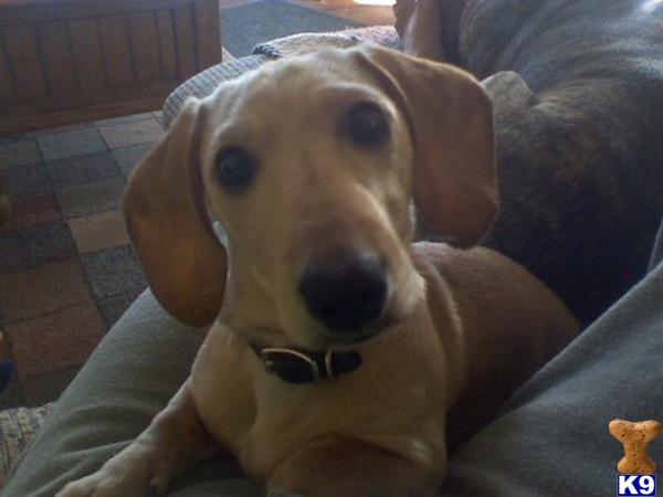 Stud Dogs - Dachshund