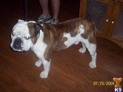 Stud Dogs - English Bulldog