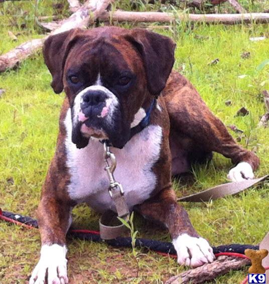 Stud Dogs - Boxer