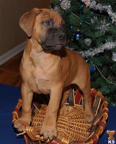 Bullmastiff Puppies