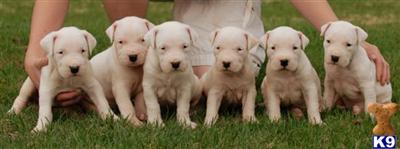 Dogo Argentino Puppies for Sale