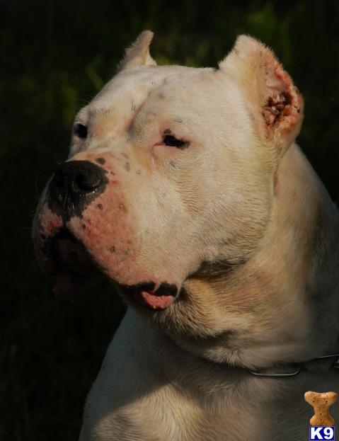 Dogo+argentino+breeders+arizona