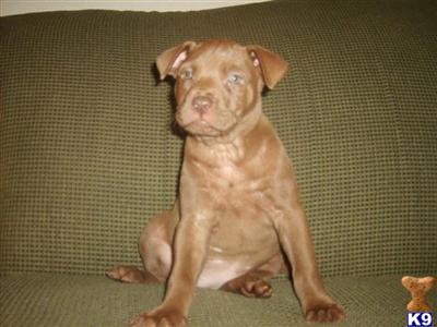 Puppies in IN