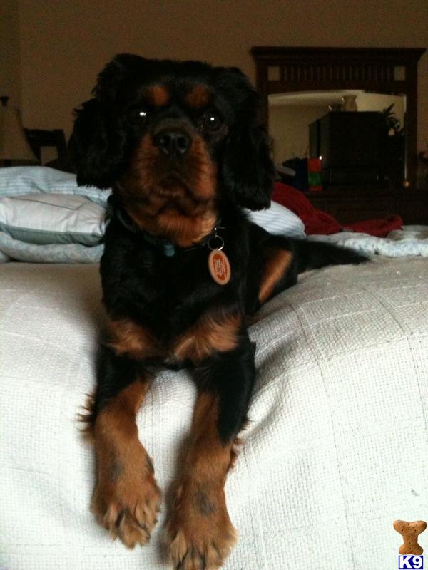 Stud Dogs - Cavalier King Charles Spaniel