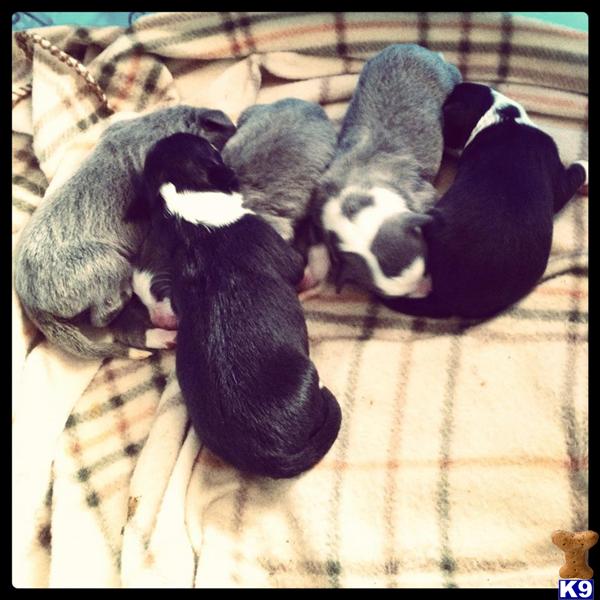 Puppies in PA