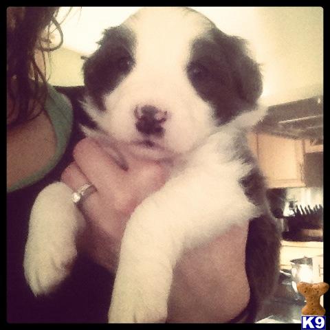 Puppies in Langhorne