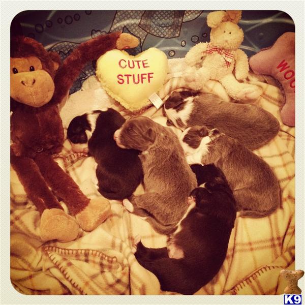 Border Collie Puppies