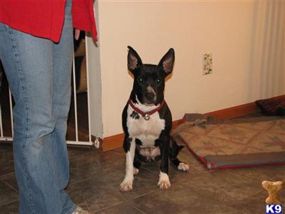 Dogs for Sale in MI