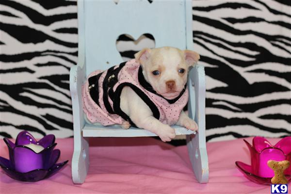 puppies for sale in ruston la document moved puppies for sale in ruston la document moved