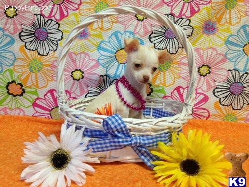 puppies for sale in ruston la document moved puppies for sale in ruston la document moved