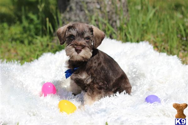 puppies for sale in ruston la document moved puppies for sale in ruston la document moved