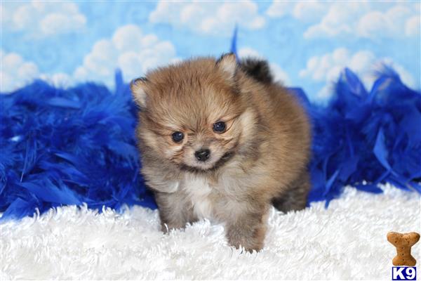 pomeranian puppies for sale louisiana pomeranian puppies for sale in louisiana pomeranian puppies for sale louisiana pomeranian puppies for sale in louisiana