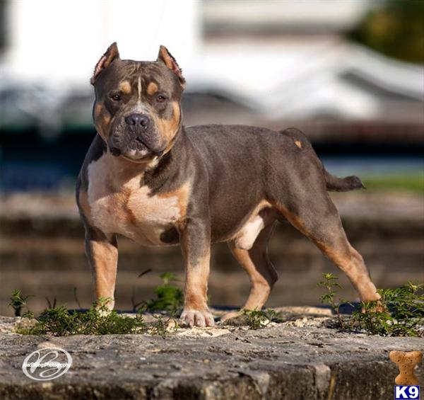 Dogs - American Pit Bull
