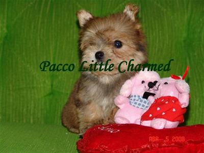 Yorkshire Terrier Puppies in FL
