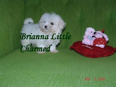Maltese Puppies in FL