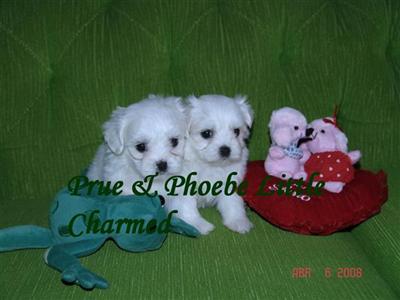 Maltese Puppies in FL