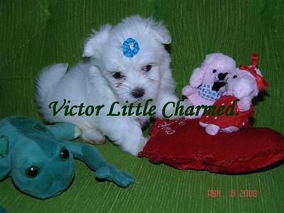 Maltese Puppies in FL
