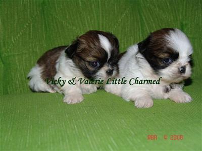 Shih Tzu Puppies in FL