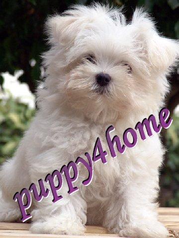 Dogs - Maltese