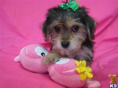 Hypoallergenic Dogs