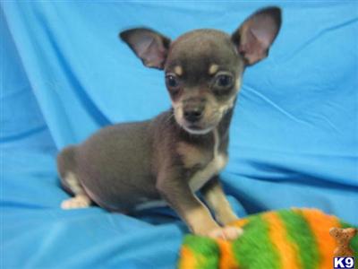Chihuahua Puppies for Sale