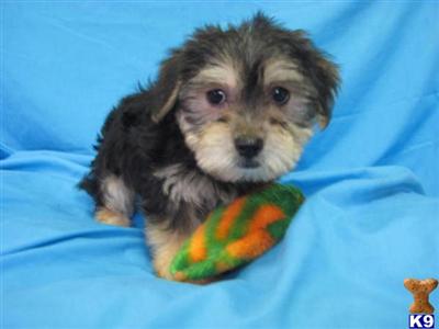 Hypoallergenic Dogs
