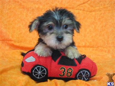 Hypoallergenic Dogs
