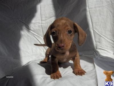 Dachshund Puppies for Sale