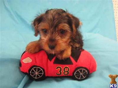 Hypoallergenic Dogs