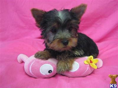 Puppies in OH