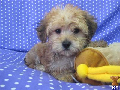 Puppies in OH